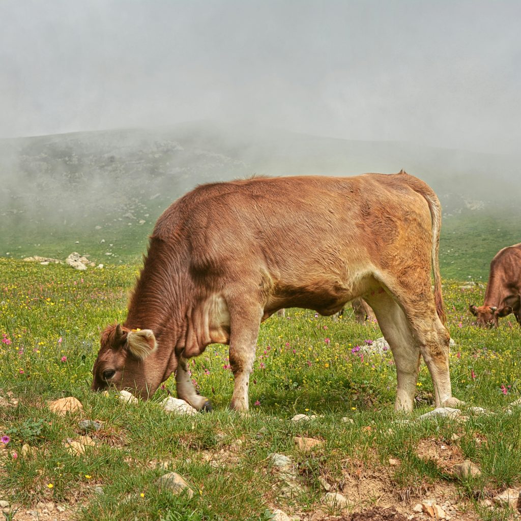 abdelrahman-harfoosh-EuJNCGQAuXM-unsplash